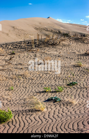Pflanzen im Sand bei Bruneau Dünen. Stockfoto