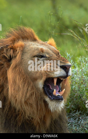Männlicher Löwe (Panthera Leo), Krüger Nationalpark, Südafrika