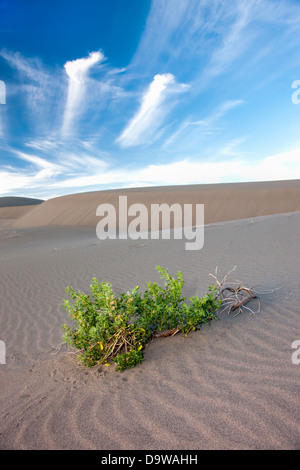 Einsamer Pflanze im Sand bei Bruneau Dunes State Park in Idaho. Stockfoto