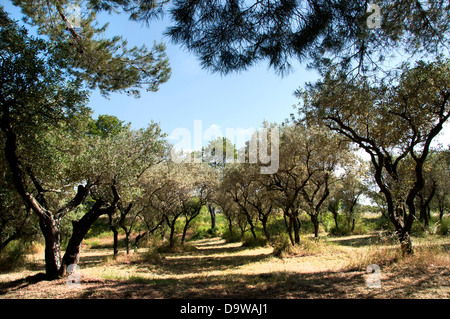 Kloster Saint-Paul de Mausole Saint Remy de Provence Frankreich Vincent van Gogh 1853-1890 Niederlande Niederlande Stockfoto