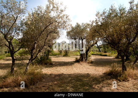 Die Olivenbäume Kloster St. Paul de Mausole Saint Remy de Provence Frankreich Vincent van Gogh 1853-1890 Niederlande Niederlande Stockfoto