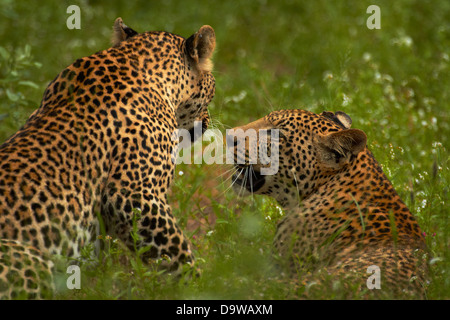 Leoparden (Panthera Pardus), Krüger Nationalpark, Südafrika Stockfoto