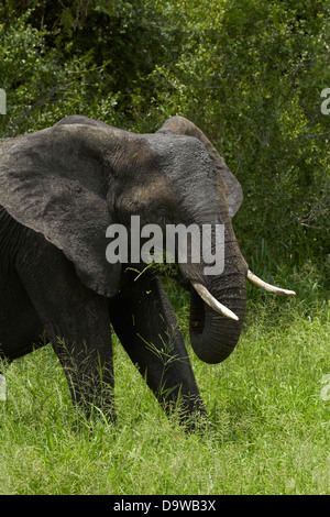Elefant (Loxodonta Africana) Essen Grass, Krüger Nationalpark, Südafrika Stockfoto