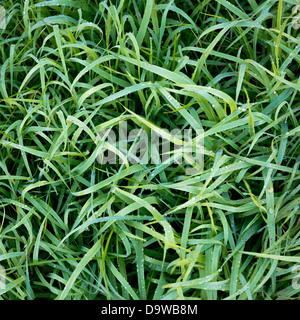 Üppigen grünen Rasen im flachen Fokus von oben mit Morgen Frost und Tau bedeckt Stockfoto