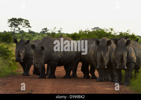 Eine Herde (auch als "Crash" oder "Sturheit") des südlichen Breitmaulnashörner, die Sperrung der Straße, Krüger-Nationalpark, Afrika Stockfoto