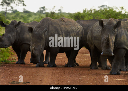 Eine Herde (auch als "Crash" oder "Sturheit") des südlichen Breitmaulnashörner, die Sperrung der Straße, Krüger-Nationalpark, Afrika Stockfoto