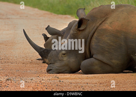 Eine Herde (auch als "Crash" oder "Sturheit") des südlichen Breitmaulnashörner, die Sperrung der Straße, Krüger-Nationalpark, Afrika Stockfoto