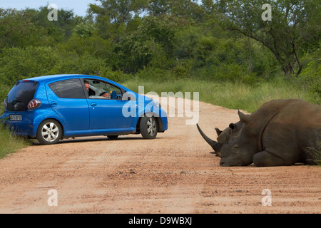 Eine Herde (auch als "Crash" oder "Sturheit") des südlichen Breitmaulnashörner, die Sperrung der Straße, Krüger-Nationalpark, Afrika Stockfoto