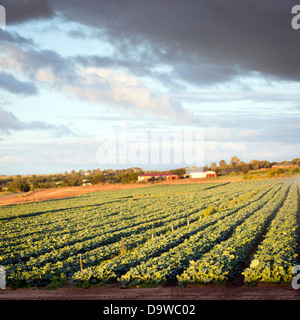 Frischen grünen Salat wächst in Zeilen in einer Salat-farm Stockfoto