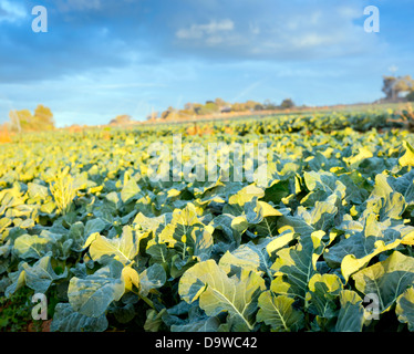 Frischen grünen Salat wächst in Zeilen in einer Salat-farm Stockfoto