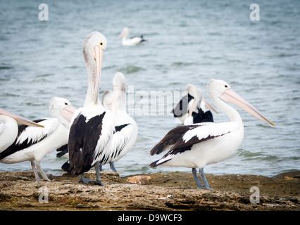 Pelikane in freier Wildbahn entlang des Coorong von South Australia Stockfoto