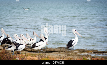 Pelikane in freier Wildbahn entlang des Coorong von South Australia Stockfoto