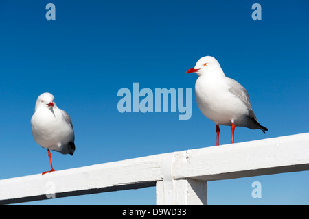 Zwei Möwen sitzen auf einem weißen Geländer am Meer Stockfoto