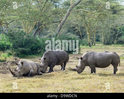 Weiße Nashorn oder Quadrat-lippige Rhinoceros (Ceratotherium Simum), Kenia, Afrika. Stockfoto