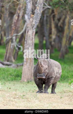 Weiße Nashorn oder Quadrat-lippige Rhinoceros (Ceratotherium Simum), Kenia, Afrika. Stockfoto