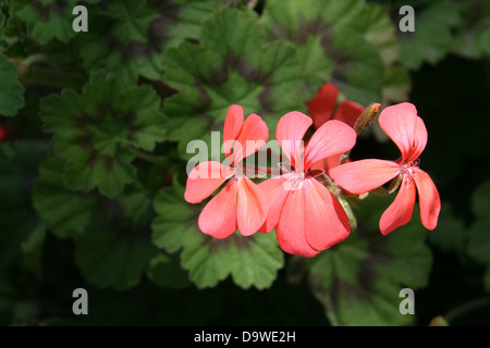 Rosa Geaniums Stockfoto