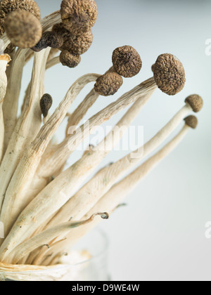 konzeptionelle Nahaufnahme Seitenansicht von einer Garbe Enoki-Pilze mit braunen Kappen und langen, dünnen Stielen vor einem hellen Hintergrund Stockfoto