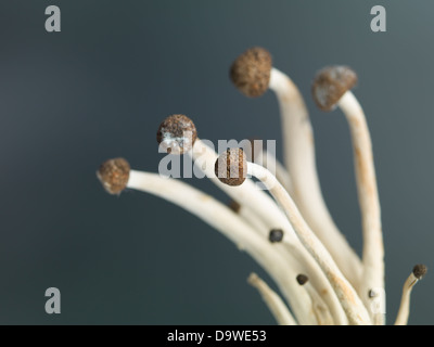 konzeptionelle Nahaufnahme Seitenansicht von einer Garbe Enoki-Pilze mit braunen Kappen und langen, dünnen Stielen vor einem dunklen Hintergrund Stockfoto