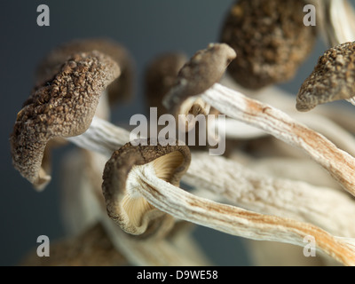 konzeptionelle Nahaufnahme Seitenansicht von einer Garbe Enoki-Pilze mit braunen Kappen und langen, dünnen Stielen vor einem dunklen Hintergrund Stockfoto