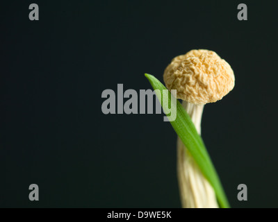 Nahaufnahme von einem Grashalm grüne aufgerollt auf einen Pilz auf der rechten Seite von einem dunklen Hintergrund Stockfoto