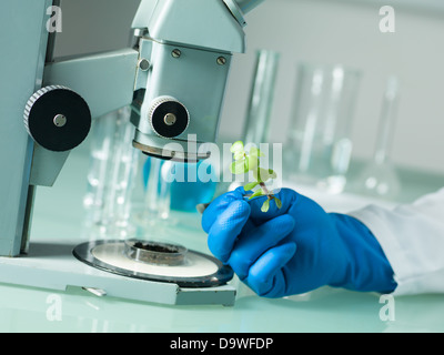 Bild zeigt eine Person' s hand in eine blaue Gummihandschuh hält eine kleine grüne Pflanze mit einer Pinzette neben einem Mikroskop mit Laborglas im Hintergrund Stockfoto