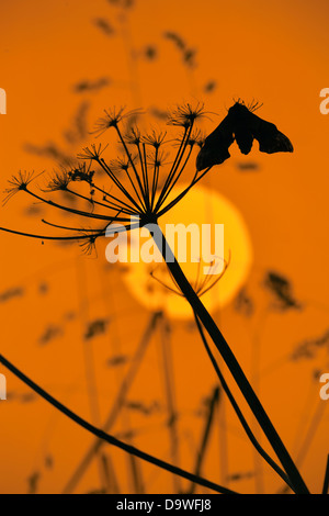 Eyed Hawk-Moth Smerinthus Ocellat ruht auf paisley Stamm Stockfoto