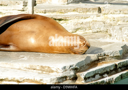 eine Kalifornischer Seelöwe Cub liegt an der Sonne an der Wilhelma Stuttgarter Zoo in Deutschland Stockfoto