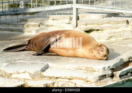 eine Kalifornischer Seelöwe Cub liegt an der Sonne an der Wilhelma Stuttgarter Zoo in Deutschland Stockfoto