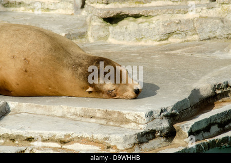 eine Kalifornischer Seelöwe Cub liegt an der Sonne an der Wilhelma Stuttgarter Zoo in Deutschland Stockfoto