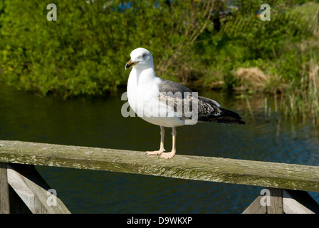 Junge große schwarz-unterstützte Möve (Larus Marinus), Cardiff Bucht Feuchtgebiete Naturschutzgebiet, Wales. Stockfoto