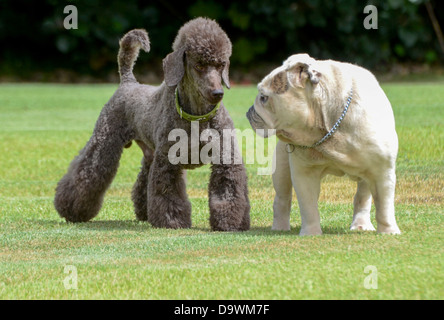 Zwei Pedigree Welpen schwarze Zwergpudel (links) und englische Bulldogge spielen auf dem Rasen Stockfoto