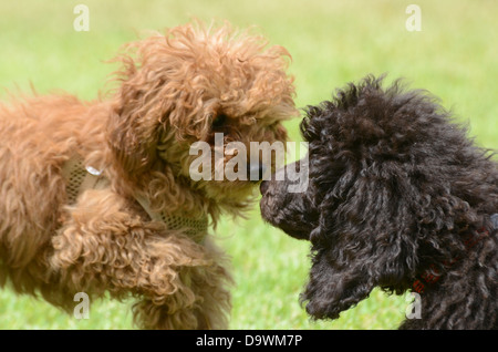 Zwei Pedigree Welpen schwarze Zwergpudel (rechts) und Apricot Zwergpudel (links) spielen auf dem Rasen Stockfoto