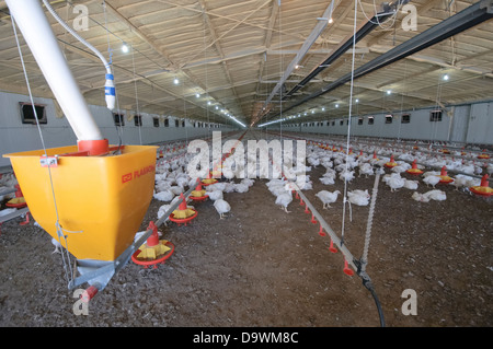 Automatische Huhn Fütterungssystem in eine kostenlose Roaming-Coop Photograpjed im Kibbuz Maagan Michael, Israel Stockfoto