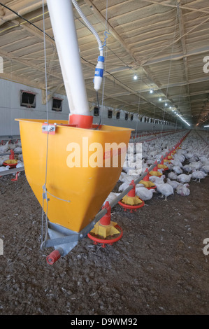 Automatische Huhn Fütterungssystem in eine kostenlose Roaming-Coop Photograpjed im Kibbuz Maagan Michael, Israel Stockfoto