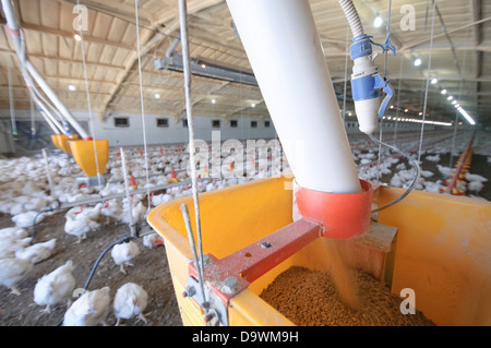 Automatische Huhn Fütterungssystem in eine kostenlose Roaming-Coop Photograpjed im Kibbuz Maagan Michael, Israel Stockfoto