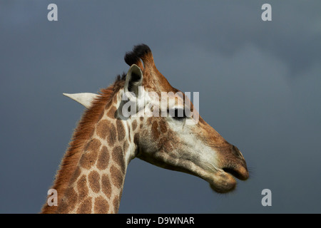 South African Giraffe (Giraffa Giraffe Giraffa), Krüger Nationalpark, Südafrika Stockfoto