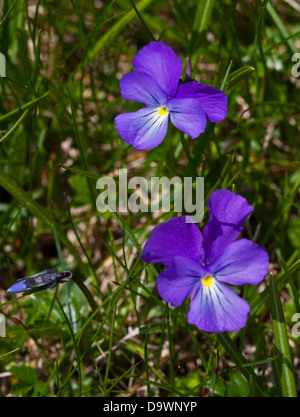 Wilde Stiefmütterchen (Viola tricolor), Nationalpark Adamello, Alpen, Italien Stockfoto