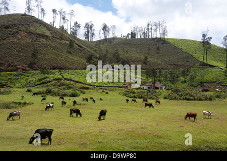 Grasende Kühe auf Wiesen ländliches Dorf Kerala Indien gehört Stockfoto