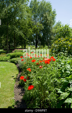 krautige Grenze, Bute Park, Cardiff, Wales. Stockfoto