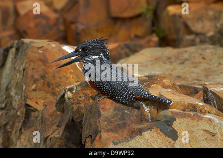 Riesiges Kingfisher (Megaceryle Maxima), Krüger Nationalpark, Südafrika Stockfoto