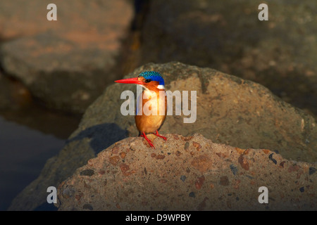 Malachit-Eisvogel (Alcedo Cristata), Krüger Nationalpark, Südafrika Stockfoto