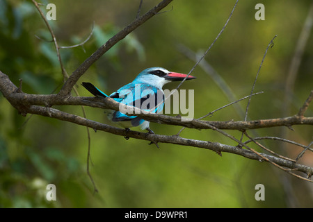 Woodland Kingfisher (Halcyon Senegalensis), Krüger Nationalpark, Südafrika Stockfoto