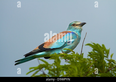 Blauracke (Coracias Garrulus), Krüger Nationalpark, Südafrika Stockfoto