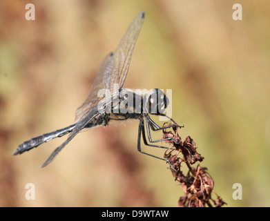Nahaufnahme einer männlichen Meadowhawk schwarz oder schwarz-Darter Libelle (Sympetrum Danae) Stockfoto