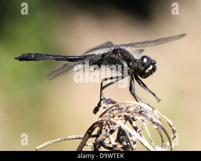 Nahaufnahme einer männlichen Meadowhawk schwarz oder schwarz-Darter Libelle (Sympetrum Danae) Stockfoto
