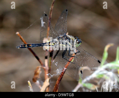 Nahaufnahme einer männlichen Meadowhawk schwarz oder schwarz-Darter Libelle (Sympetrum Danae) Stockfoto