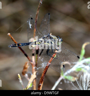 Nahaufnahme einer männlichen Meadowhawk schwarz oder schwarz-Darter Libelle (Sympetrum Danae) Stockfoto