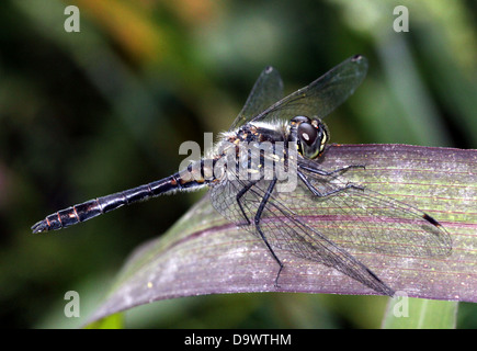 Nahaufnahme einer männlichen Meadowhawk schwarz oder schwarz-Darter Libelle (Sympetrum Danae) Stockfoto