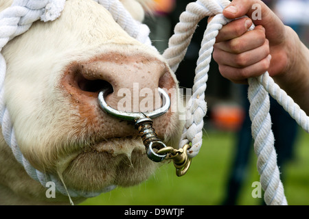 Charolais Stier wird durch ein Seil und einen Nasenring, Schottland, UK Stockfoto