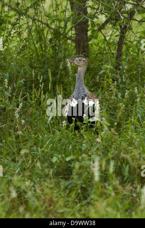 Rot-crested Korhaan oder rot-crested Trappe (Lophotis Ruficrista), Krüger Nationalpark, Südafrika Stockfoto